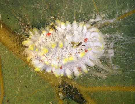 Seychelles scale, Icerya seychellarum (Hemiptera: Monophlebidae) with eggs of Ladybug (ladybird), Rodolia cardinalis (Coleoptera: Coccinellidae) or Vedalia beetle. Biological control concept 