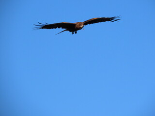 小さな木の実を加えて青空を飛ぶトンビ