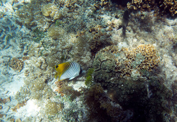 View of a threadfin butterflyfish
