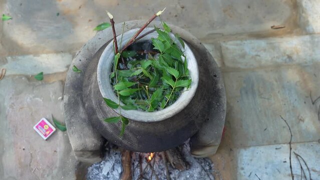 Green Neem leaves known as Azadirachta indica boiled in water on chulha. Boiling neem, nimtree or Indian lilac on clay stove. Indian village usage for Bathing and healthy benefits.