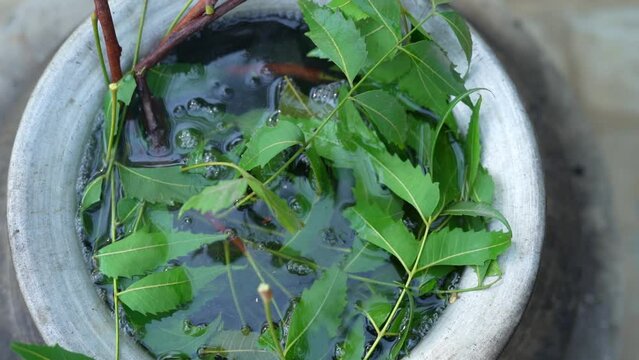 Green Neem leaves known as Azadirachta indica boiled in water on chulha. Boiling neem, nimtree or Indian lilac on clay stove. Indian village usage for Bathing and healthy benefits.
