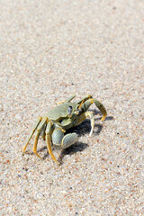View of a  horned ghost crab