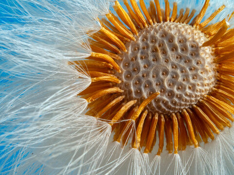 Colts-foot (Tussilago farfara) seedhead