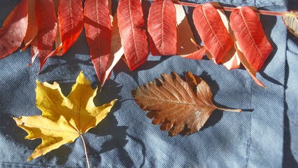 Still life of colored autumn leaves