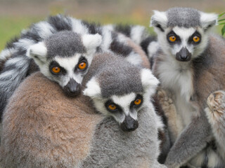 Ring-tailed lemur (Lemur catta) group huddled together. Captive.