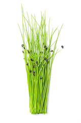 Bunch of fresh garlic chive microgreens. Ready-to-eat seedlings, shoots and young plants of Allium...