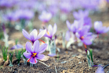 Saffron flower on ground, crocus purple blooming field, harvest collection