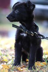 Portrait of a black puppy in cloudy weather outdoors. A black mongrel puppy in a collar sits on fallen yellow leaves.