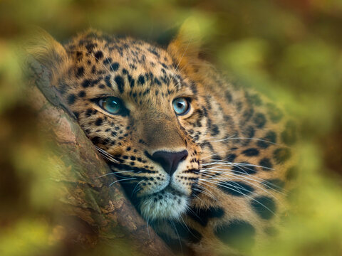 Close up of an Amur leopard (Panthera pardus orientalis) portrait. Captive, with digitally added leaf pattern. 
