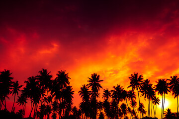 Coconut palm trees silhouettes and shining sun on tropical beach at sunset