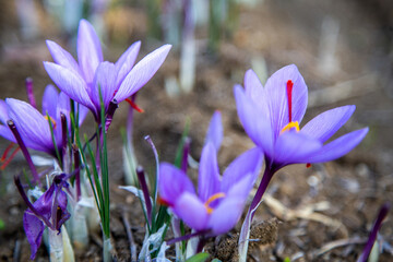 Saffron flower on ground, crocus purple blooming field, harvest collection