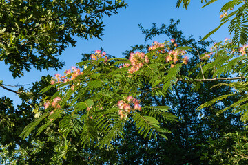 Japanese acacia or pink silk tree of Fabaceae family.Pink fluffy flowers on branch of Persian silk tree (Albizia julibrissin) against blurred background of greenery and blue summer sky.