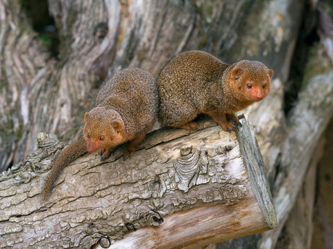 Common dwarf mongoose (Helogale parvula). Captive. 