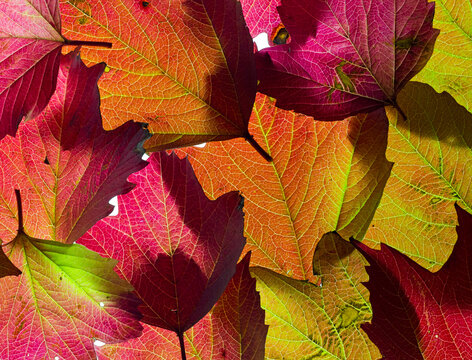Autumn leaves of Guelder Rose (Viburnum opulus). 