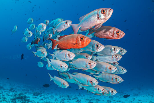 A school of Crescent-tail bigeye (Priacanthus hamrur) on a coral reef. North Male Atoll, Maldives. Indian Ocean 