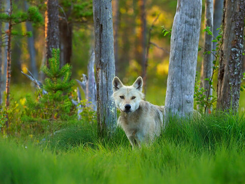 European Wolf (Canis lupus) amongst taiga forest trees in summer, Finland
