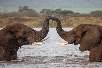 African elephants (Loxodonta africana) in water, trunks touching, Zimanga game reserve, South Africa. 