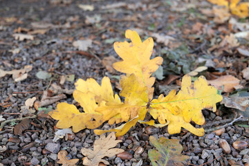feuille de chêne