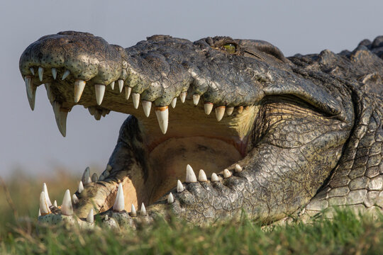 Nile crocodile (Crocodylus niloticus head close up with jaws open, Chobe river, Botswana. 