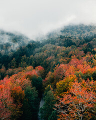 Autumn treetops in the fog