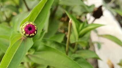 ladybird on a plant