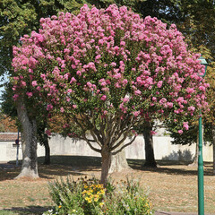Naklejka premium Lagerstoemia dans un parc