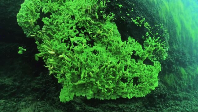 Underwater footage of Freshwater Sponge (Spongilla Lacustris) In The clean River.