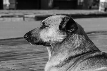 Big dog close-up resting on sidewalk of pedestrian zone. Black and white image