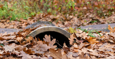 Concrete pipe for draining water strewn with fallen dry autumn leaves