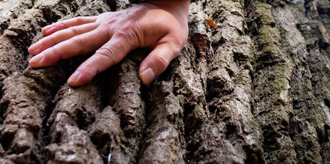 Close-up of male hand on trunk of large tree with rough thick bark