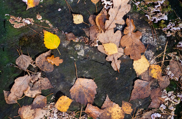 Multicolored autumn leaves of different trees close-up on dark wooden background