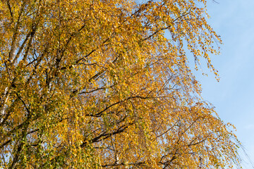 Yellow leaves on numerous birch branches against blue sky in autumn sunny day