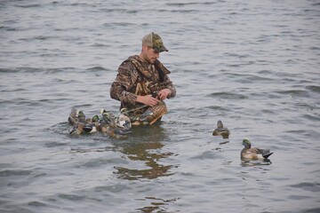 A waterfowl hunter picking up decoys 