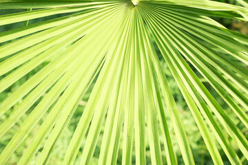 Obraz premium Fresh Green Palm Leaf Close Up Texture
