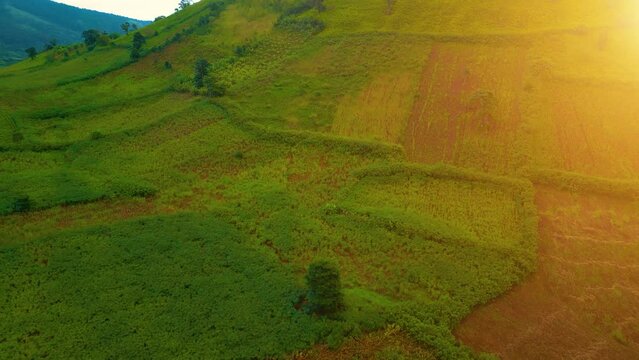 Aerial view of Chu Dang Ya volcano mountain with Da Quy flower or Tithonia diversifolia flower near Pleiku city, Gia Lai province, Vietnam