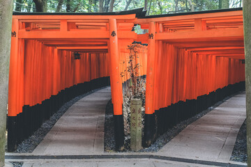10 April 2012 Red Torii gates in Fushimi Inari shrine in Kyoto, Japan