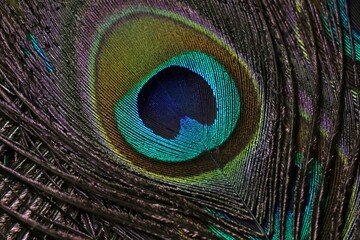 Naklejka premium Peacock feather closeup. Peafowl feather background. Lord Krishna Janmashtami background wallpaper. Feather texture abstract pattern background wallpaper. Art decor background. Amazing background.