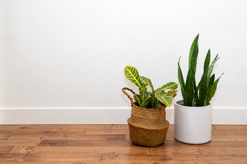 Croton plant in the basket planter and snake plant against the white wall