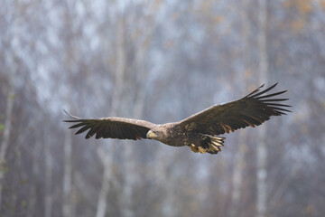 Majestic predator White-tailed eagle, Haliaeetus albicilla in Poland wild nature