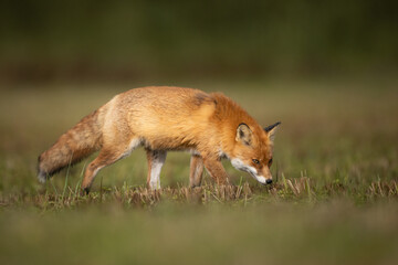 Fox Vulpes vulpes in autumn scenery, Poland Europe, animal walking among autumn meadow in blurred background	