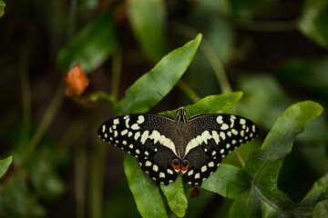 butterfly