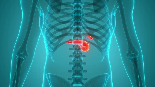 Human Internal Organs Pancreas with Gallbladder Anatomy Animation Concept