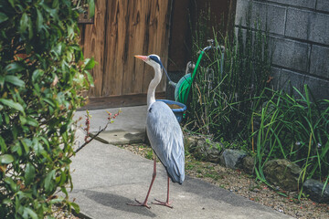 the egret stand out of the house, japan 10 April 2012