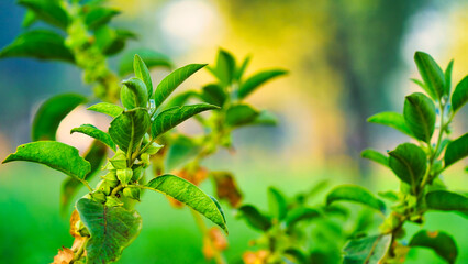 Withania somnifera plant known as Ashwagandha. Indian ginseng herbs, poison gooseberry, or winter cherry. Ashwagandha Benefits For Weight Loss and healthcare