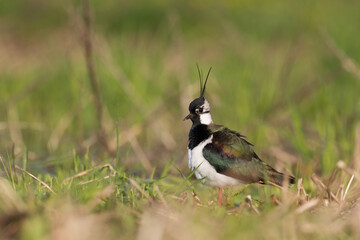 Bird Lapwing Vanellus vanellus on green background spring time close up	