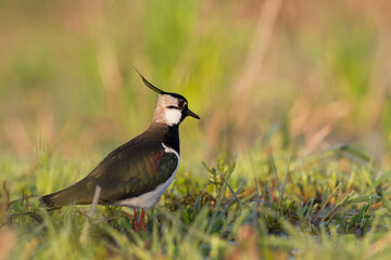 Bird Lapwing Vanellus vanellus on green background spring time close up	