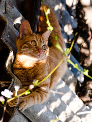 Gato naranja joven con ojos amarillos acostado en curva sobre un techo entre las hojas