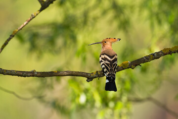 Bird Hoopoe Upupa epops, summer time in Poland Europe, sitting bird