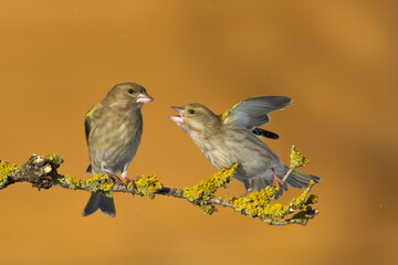 European greenfinch Chloris chloris or common greenfinch songbird winter time blurred background