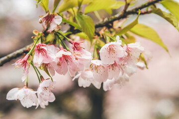 Cherry blossoms in Kyoto in the temples of Daigo Ji 10 April 2012